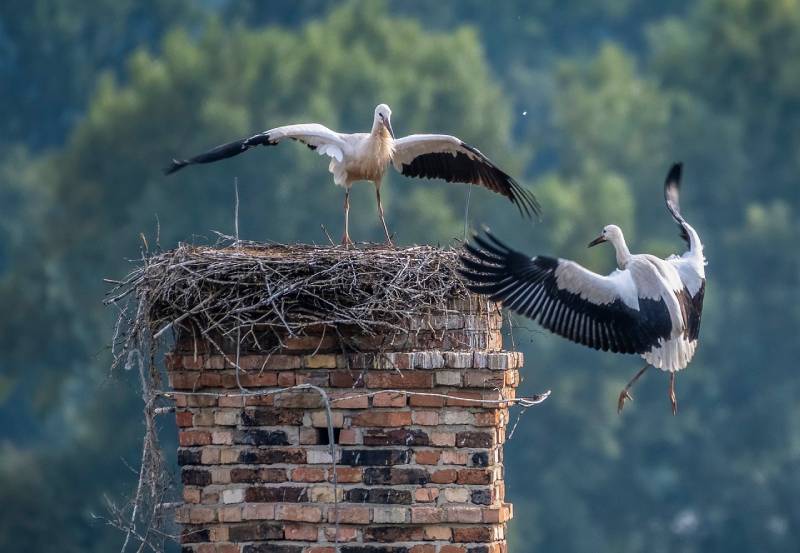 Professional Chimney Animal Removal Services in Colleyville, Texas