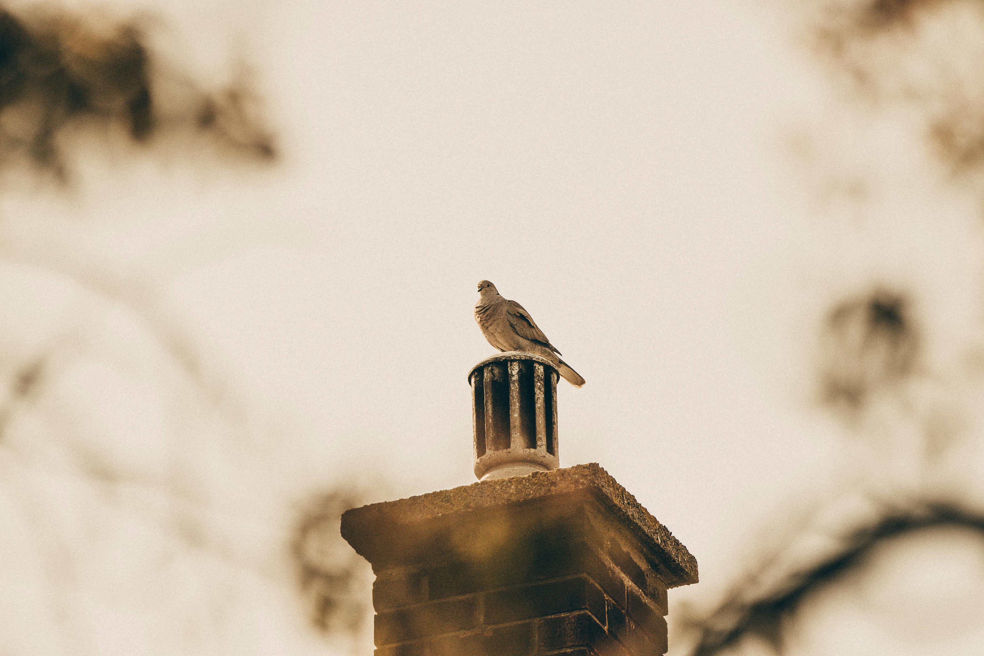 Professional Chimney Cap and Damper In Colleyville Texas